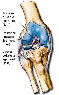 complete anatomy of the knee
