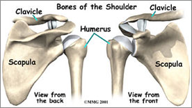 Bones of the Shoulder