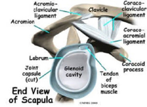 Scapula End View